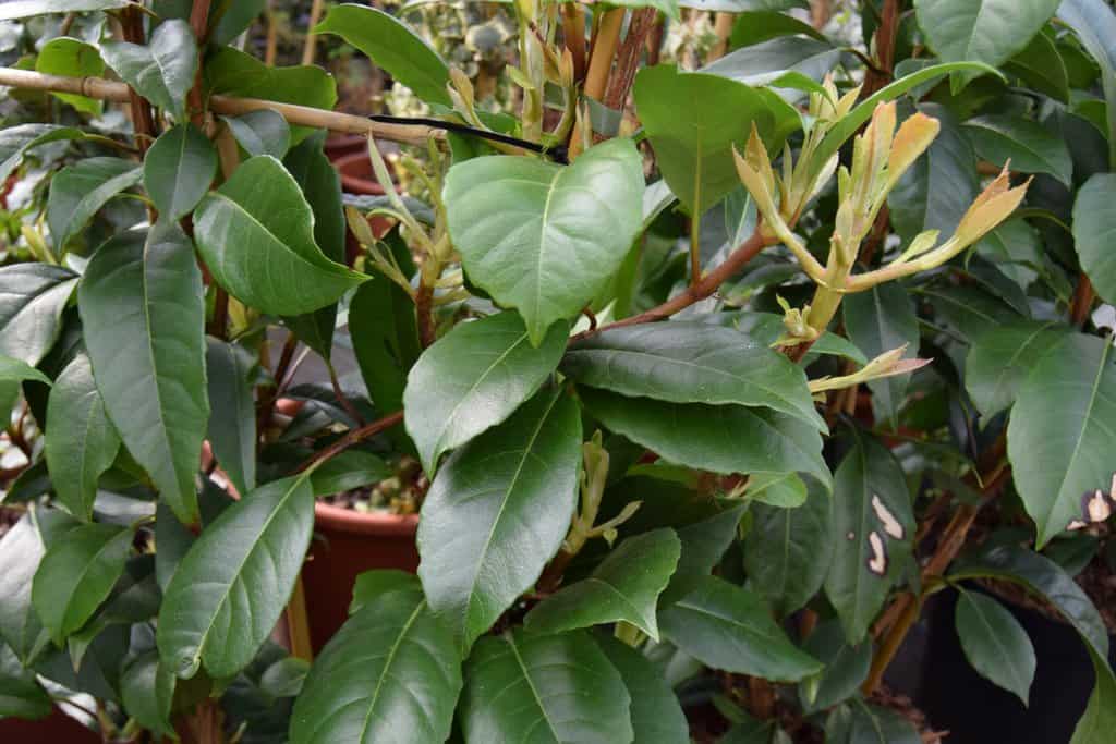 Hydrangea seemannii 40-60 cm